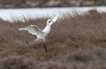 Great white Egret Ardea alba from Camargue, Southern France
