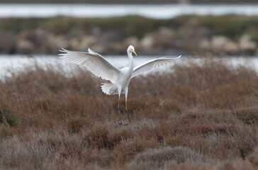 Great white Egret Ardea alba from Camargue, Southern France