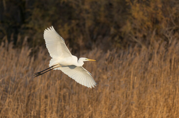 Great white Egret Ardea alba from Camargue, Southern France