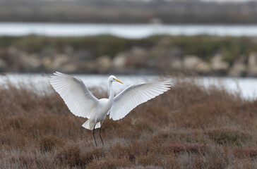 Great white Egret Ardea alba from Camargue, Southern France
