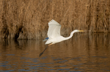 Great white Egret Ardea alba from Camargue, Southern France