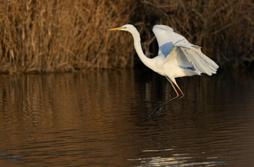 Great white Egret Ardea alba from Camargue, Southern France