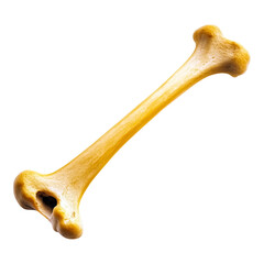 animal bone chew cartoon design beige solid pet accessory vintage style fossil isolated on png transparent background