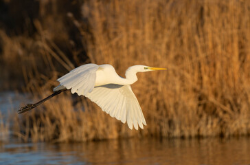 Great white Egret Ardea alba from Camargue, Southern France