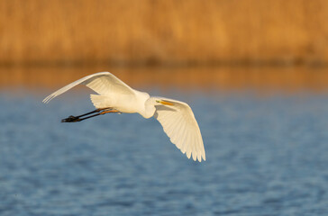 Great white Egret Ardea alba from Camargue, Southern France