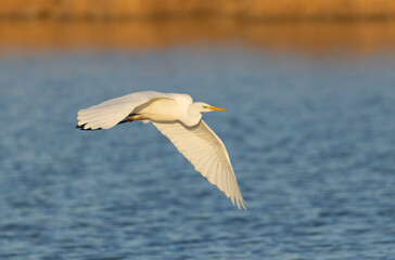 Great white Egret Ardea alba from Camargue, Southern France