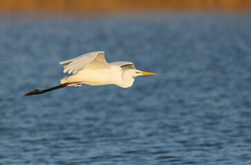 Great white Egret Ardea alba from Camargue, Southern France