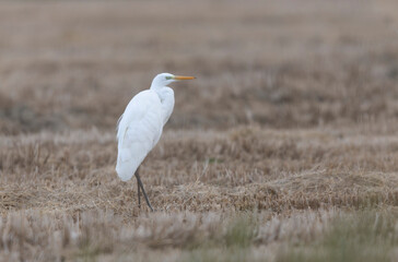 Great white Egret Ardea alba from Camargue, Southern France