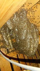 1467)Request for removal of a large Japanese honeybee nest in  the second floor Attic(Photo taken at 11:27 on july 2, 2017)