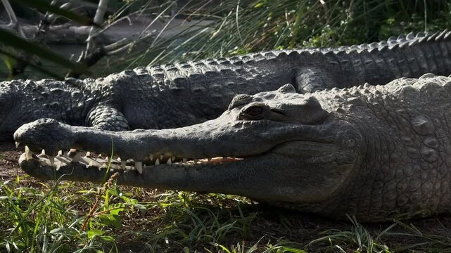 Close-up shot of crocodile resting in the sun in its natural habitat. The bright sunlight highlights the texture of its skin and the serene