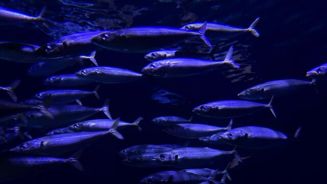 school of sea fish swims in the water. Underwater shot