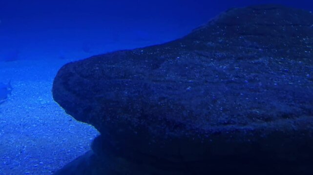 blue shark swimming smoothly across the frame in a realistic underwater setting.
