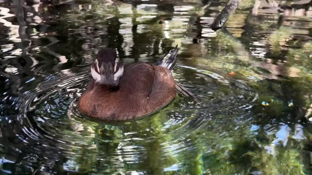 Brown duck swimming gracefully in calm water, showcasing its natural habitat and peaceful movement. The scene captures the beauty of wildlife, with the duck gliding through the surface of the water.