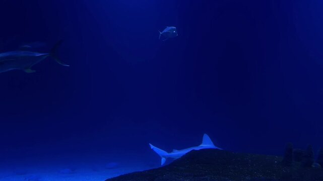 Underwater shot of sharks and other sea fish swimming in the ocean. Natural environment, close-up