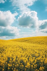 Obraz premium Vibrant yellow flower field under a bright blue sky dotted with fluffy clouds during a sunny day in spring