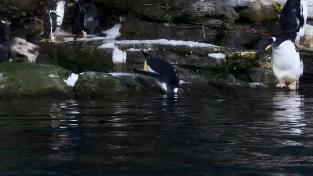 Atlantic penguins swimming in water. Underwater shot close up of penguin in oceanarium. 