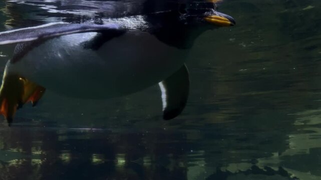 Atlantic penguins swimming in water. Underwater shot close up of penguin in oceanarium. 