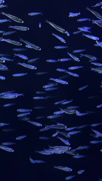 school of sea fish swims in the water. Underwater shot
