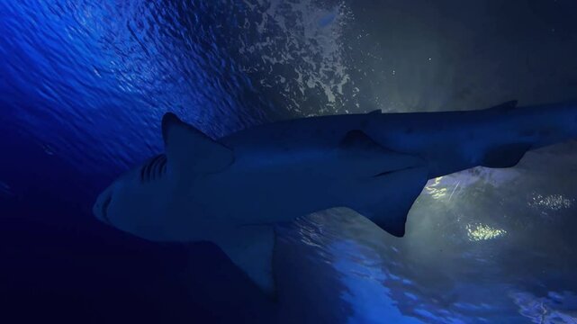 Underwater shot of a humpback shark swimming in the ocean among other fish. Natural environment, close-up