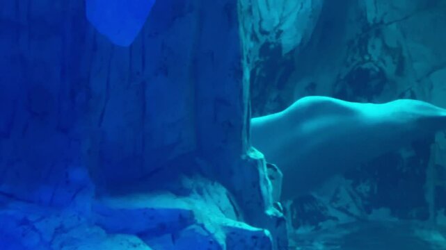 Beluga whales swimming gracefully in an oceanarium, showcasing their smooth movements and unique appearance in a controlled aquatic environment.