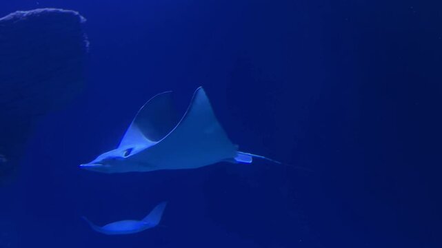 Underwater shot of a stingray fish swimming in the ocean among other fish. Close-up of the underwater world