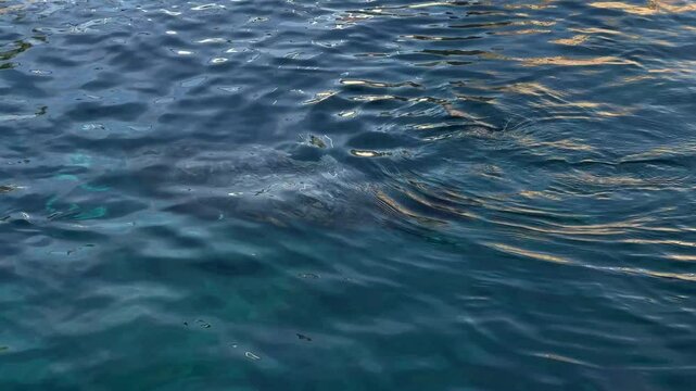 Seal Swimming Gracefully in Clear Water. A serene view of a marine seal swimming effortlessly in clear, calm waters, showcasing its natural aquatic movements.