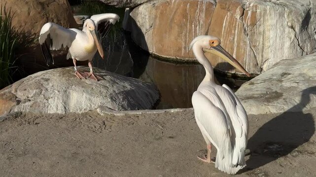 Big white pelicasn basks in the sun on the rocks. Pelican in the zoo