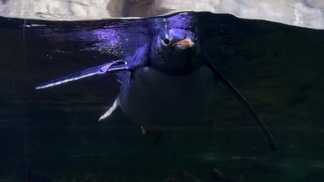 Atlantic penguins swimming in water. underwater shot close up of penguin in oceanarium