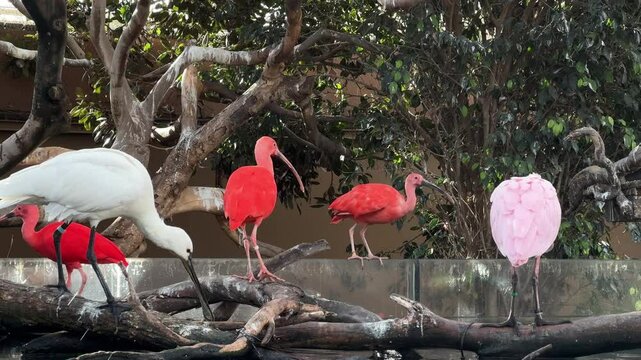 Scarlet ibises and long-billed white Platalea birds at the zoo walk in the water and search for food