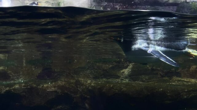 Atlantic penguins swimming in water. underwater shot close up of penguin in oceanarium