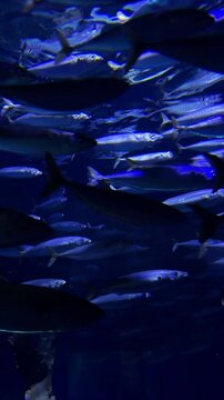 School of sea fish swims in the water. Underwater shot. vertical video