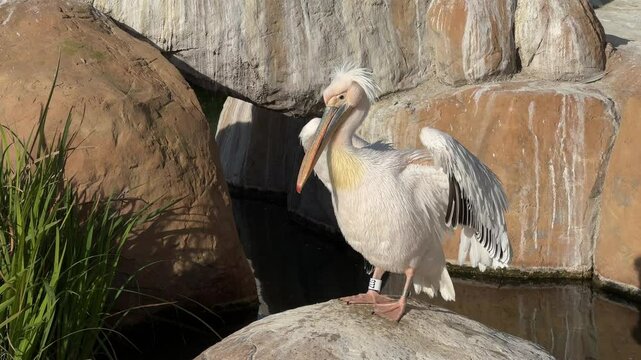 Big white pelican basks in the sun on the rocks. Pelican in the zoo