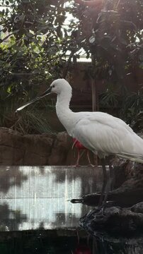 White bird Platalea with a long beak and an ibis in the zoo. vertical video