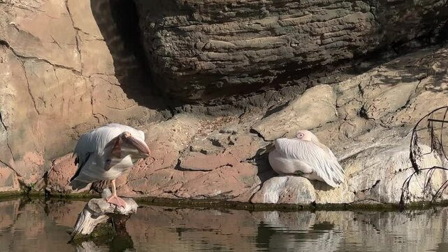White Pelicans near water and rocks. Natural environment