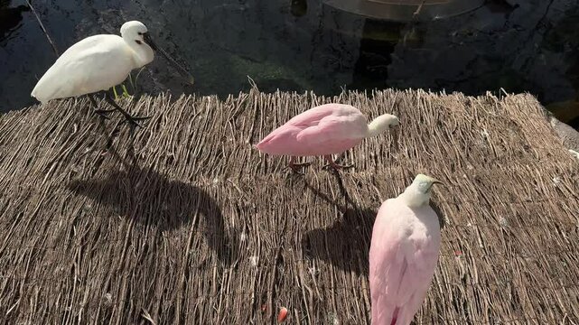 white and pink birds in the zoo top view. close up of beautiful birds
