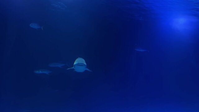 Underwater shot of a humpback shark swimming in the ocean among other fish. Natural environment, close-up