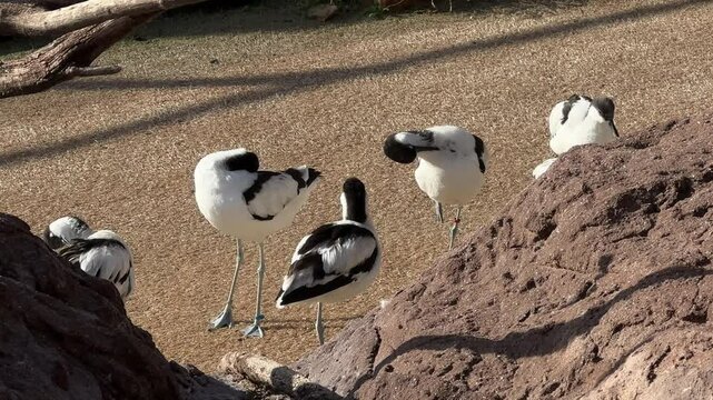 Flock of Pied Avocets Resting in a Natural Habitat. group of pied avocets gathered together, resting and interacting in a sunny natural habitat with rocky surroundings. little black and white birds
