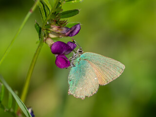 Green Hairstreak Butterfly Feeding on Common Vetch