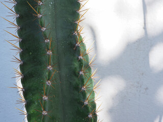 Cactus plant on the wall of the house for minimalist style decoration.