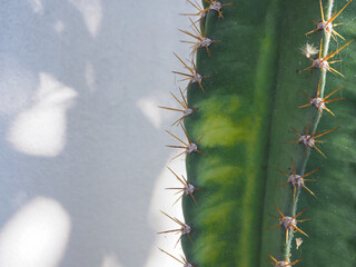 Cactus plant on the wall of the house for minimalist style decoration.