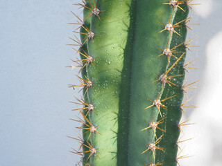 Cactus plant on the wall of the house for minimalist style decoration.