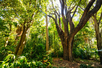 City Botanic Gardens in Brisbane Australia