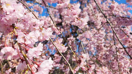 桜, さくら, さくらまつり, 花, 弘前公園, 青森, 弘前, 日本