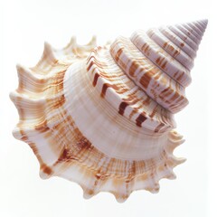 Close-up of a spiral seashell on a white background