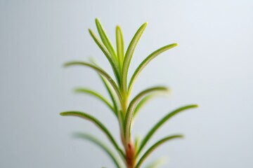 close-up of a rosemary plant against a light background