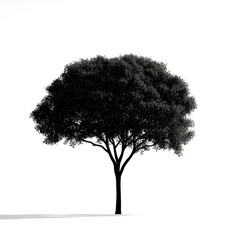 Fototapeta premium Silhouette of a single tree on white background. (1)