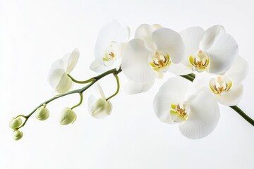 Obraz premium close up of a white orchid with green buds against a white background
