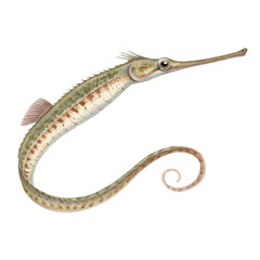 Illustration of A slender pipefish with muted brown and green tones swimming, isolated on a transparent background