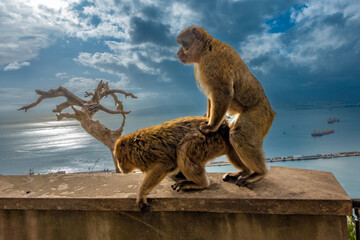 A private moment for a barbary macaque couple, Gilbraltar nature reserve, UK