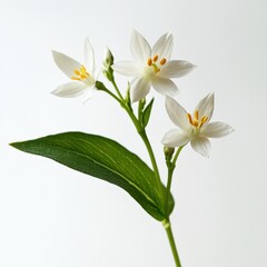 Fototapeta premium close up of flowering plant with white blossoms and green leaves on white background
